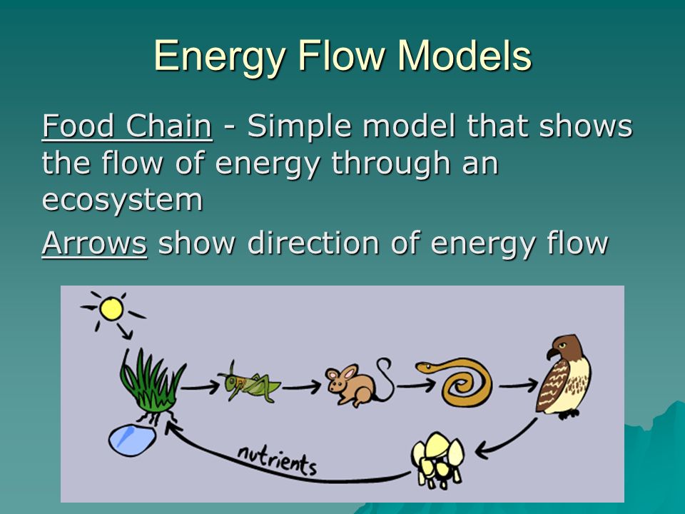 Energy Flow in an Ecosystem (With Diagram)